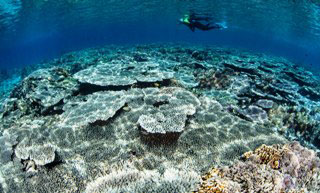 PADI Project AWARE Specialty Course with Dive The World PADI Project AWARE Specialty Course with Dive The World