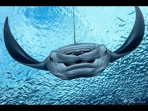 Diving in Palau Video