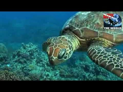 Diving in Cairns Video