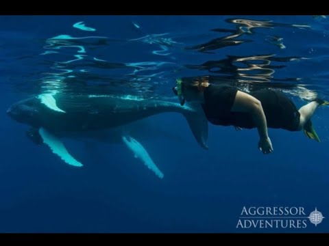 Turks & Caicos Aggressor Liveaboard Dive Video