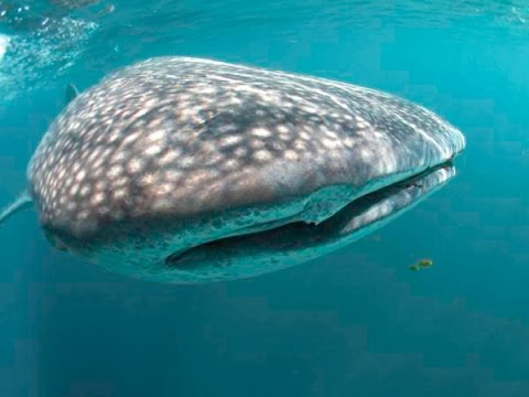Diving in Galapagos Video