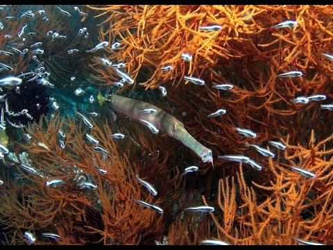 Diving in Raja Ampat Video