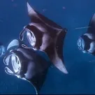 Click to enlarge image