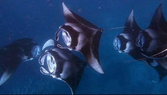 Ari Atoll Dive Packages