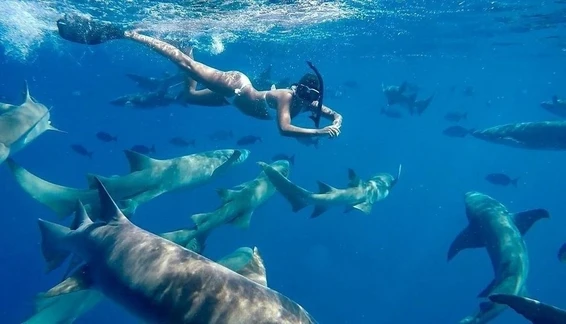 Felidhoo Atoll Dive Packages