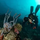 Click to enlarge image